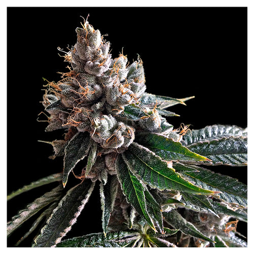 Golden Lemons (3 semillas)