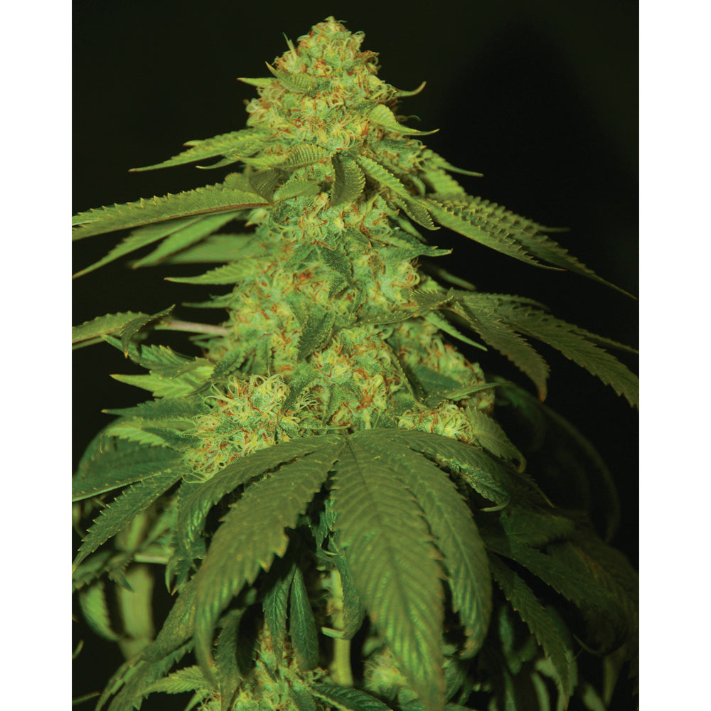 Holy Grail Kush (3 semillas)