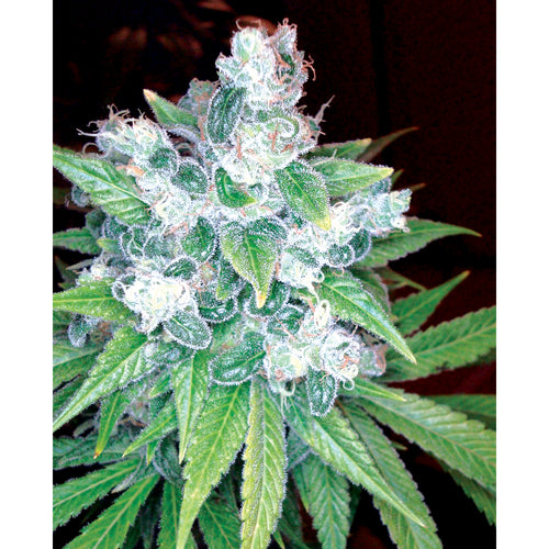 Kandy Kush (6 semillas)