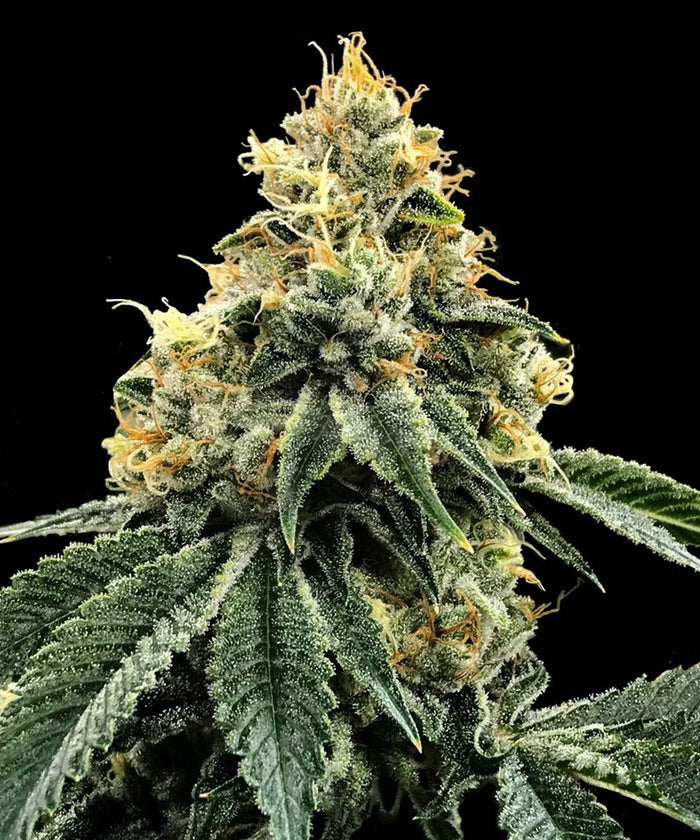 Kosher Dawg (6 semillas)