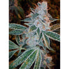 Lemon OG Kush (3 semillas)
