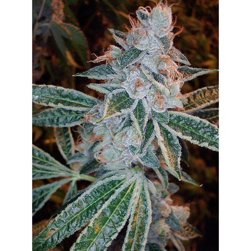 Lemon OG Kush (6 semillas)