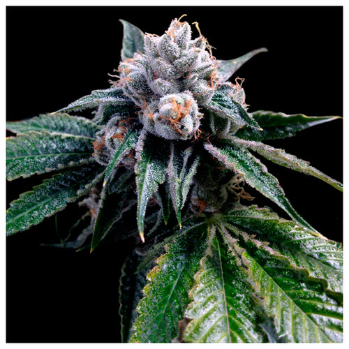 Lemon Walker (3 semillas)