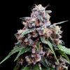 Lemon 18 (3 semillas)