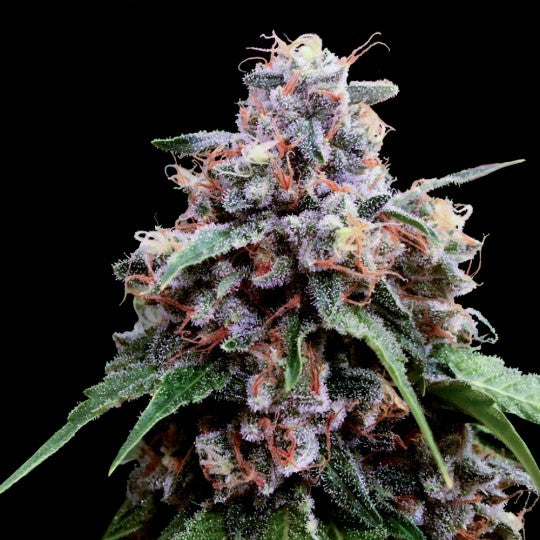 Lemon 18 (3 semillas)