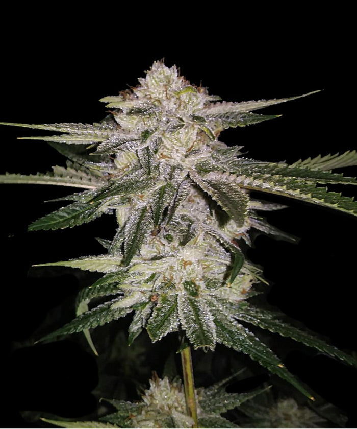 Miss U.S.A. (6 semillas)