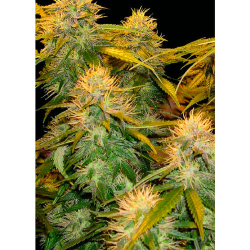 Mix Pack (13 semillas)