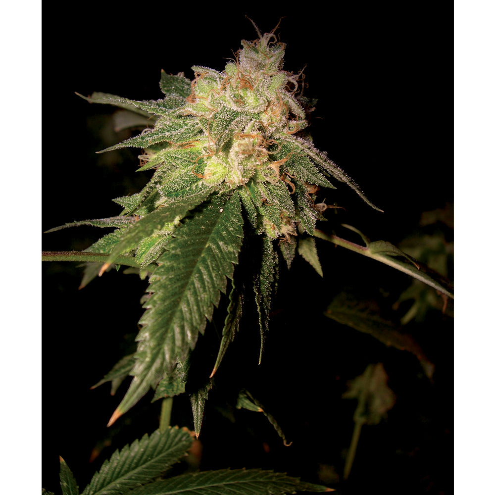 OG Kush (6 semillas)