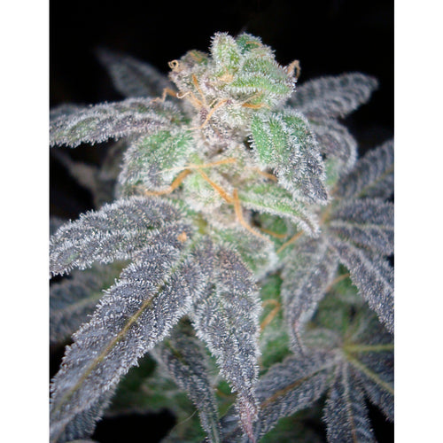 Purple OG No-18 (3 semillas)