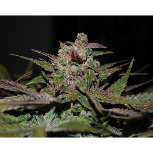 Purple Wreck (3 semillas)