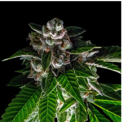 Bakers Delight (3 semillas)