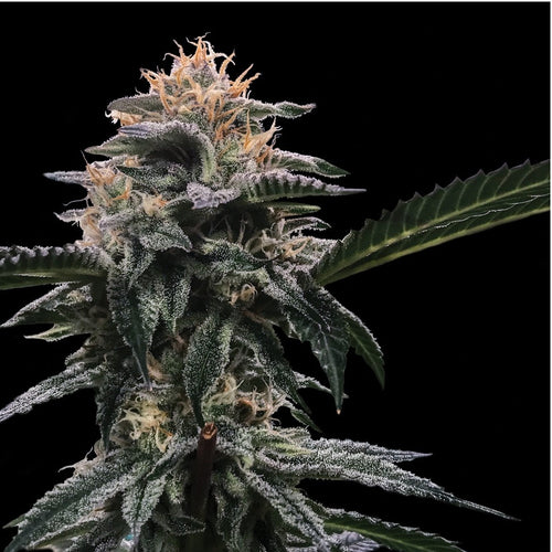 Banana Sorbet (6 semillas)