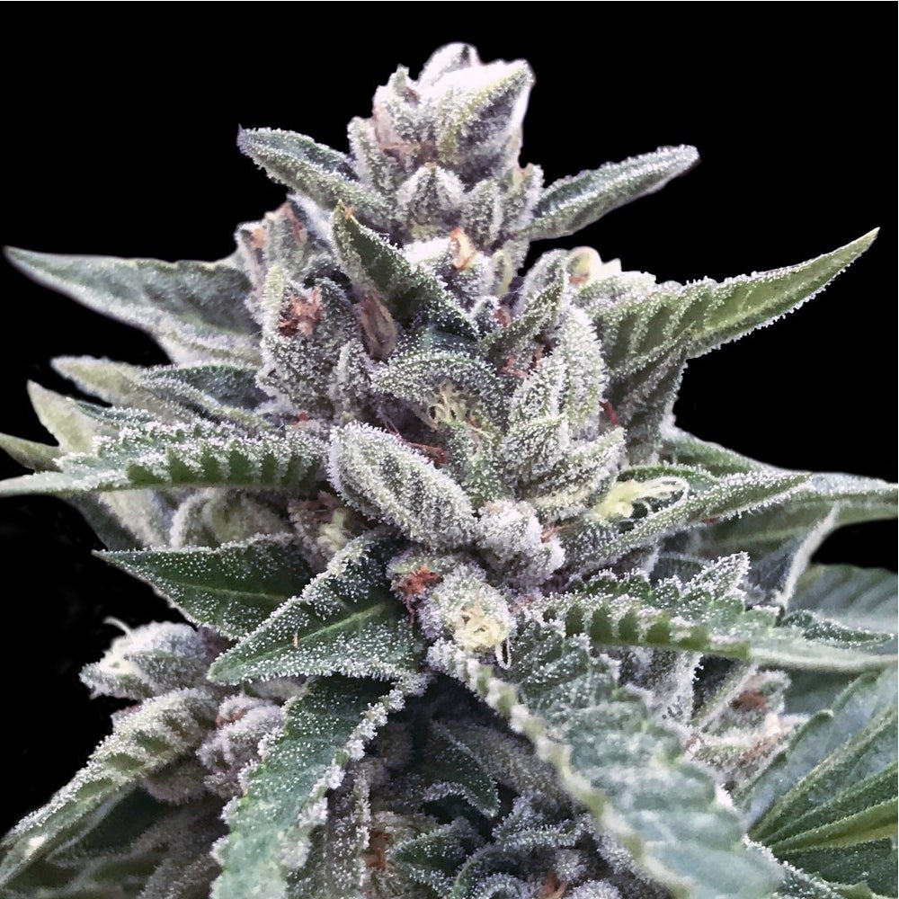 Kosher Sorbet (3 semillas)