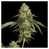 Golden Berry (3 semillas)