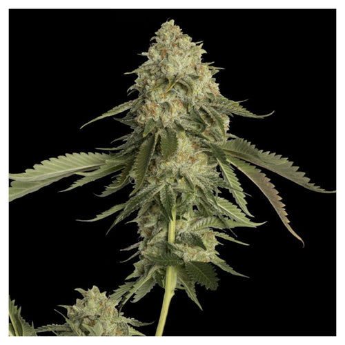 Golden Berry (3 semillas)