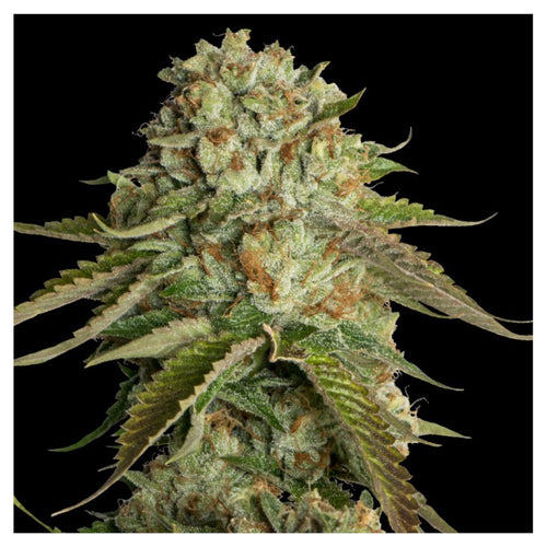 Kosher Kush (3 semillas)