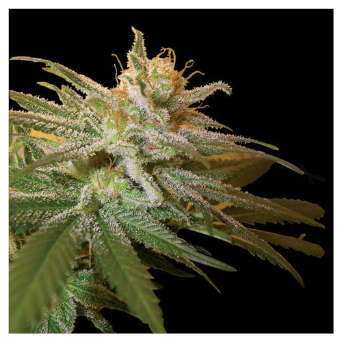 Kushberry (6 semillas)