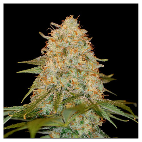 LA Chocolat (3 semillas)