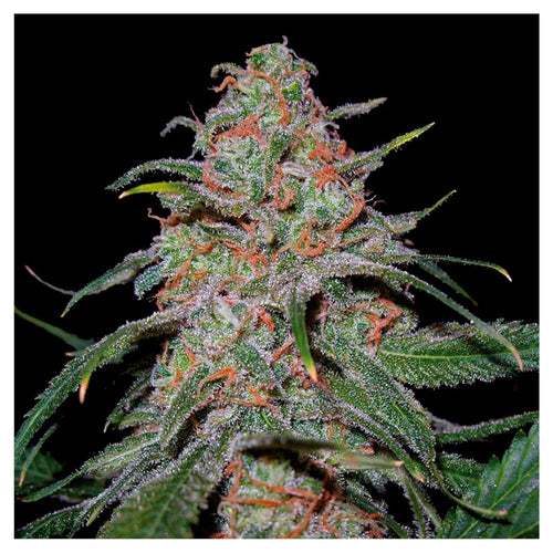 Lemon Skunk (6 semillas)