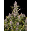 Amnesia Kush
