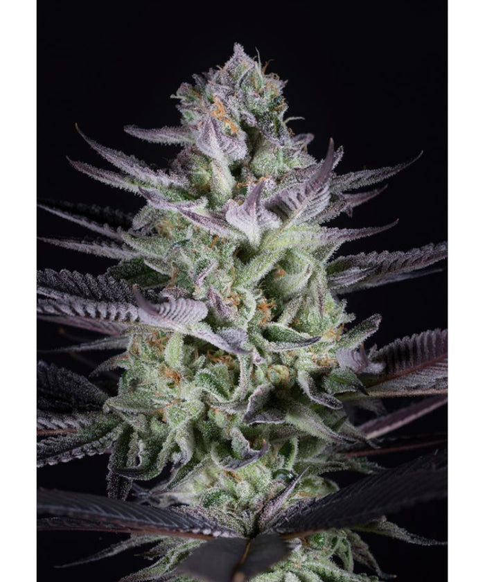 Blueberry Cookies (5 Semillas)