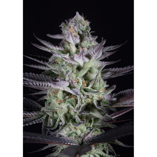 Blueberry Cookies (10 Semillas)