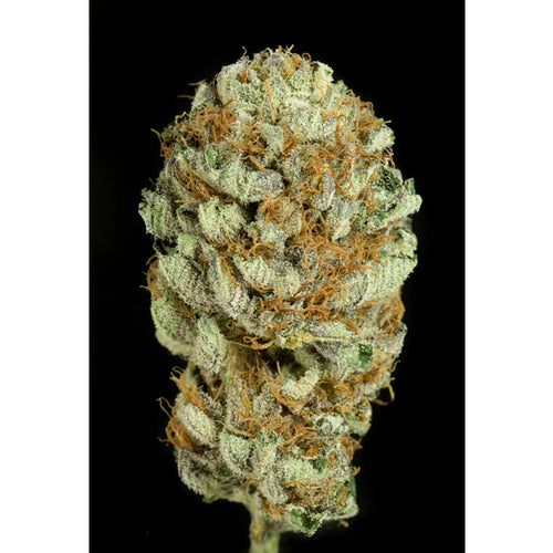 Blue Kush (5 Semillas)