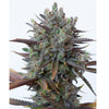 Amnesia Auto CBD