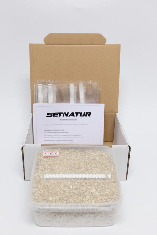 Pan de Setas Mexicanas