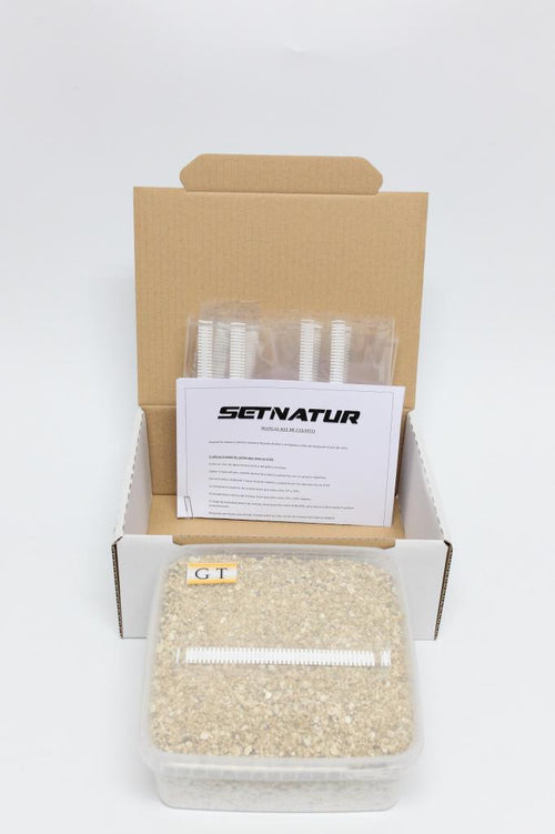 Pan de Setas Golden Teacher