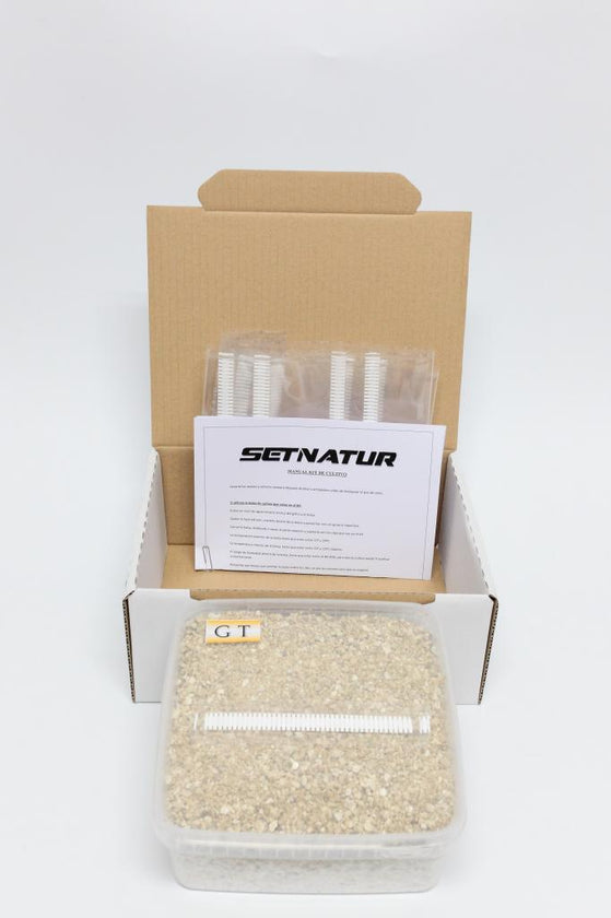 Pan de Setas Golden Teacher