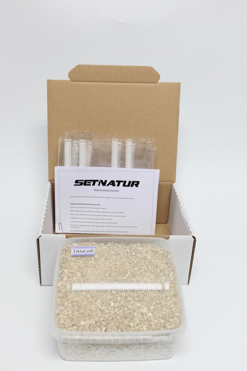 Pan de Setas Tailandesa