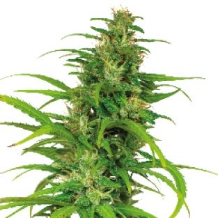 Flower Power automática (5 semillas)